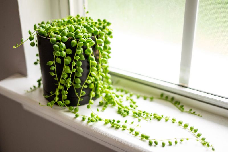 String of Pearls