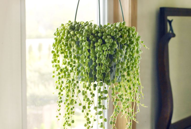 String of Pearls