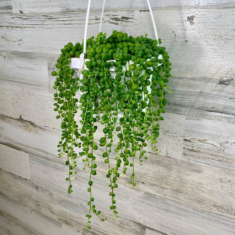 String of Pearls