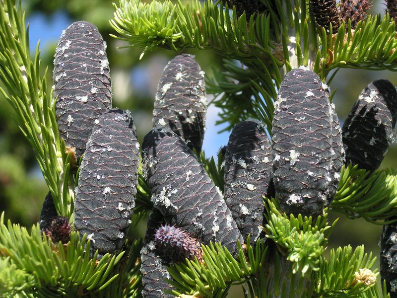 Subalpine Fir