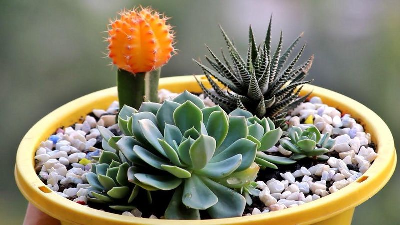 Succulent Arrangement