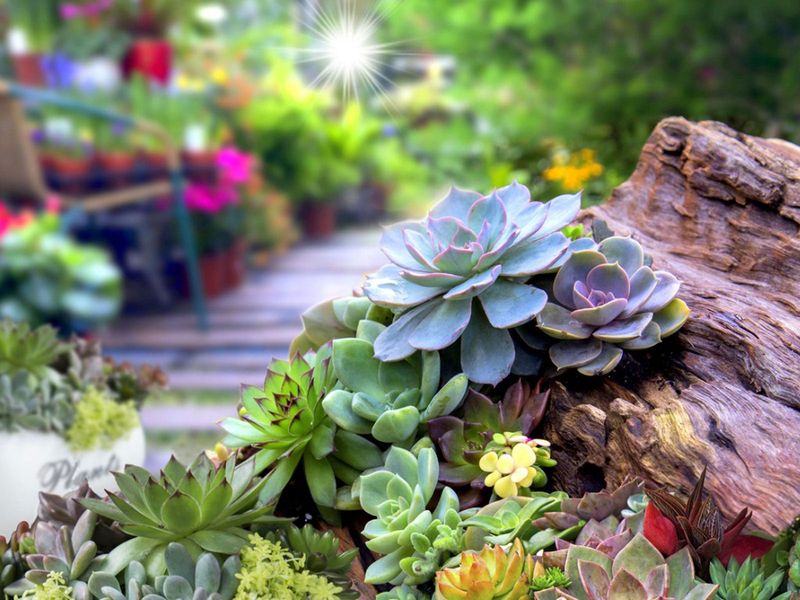 Succulent Gardens