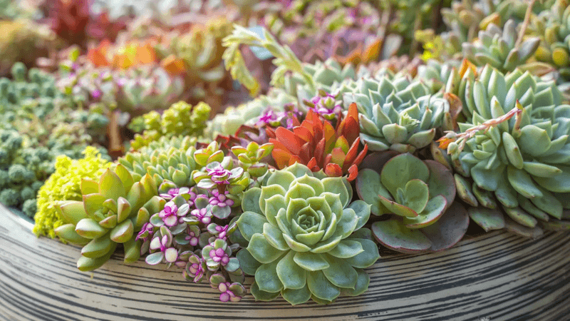 Succulents