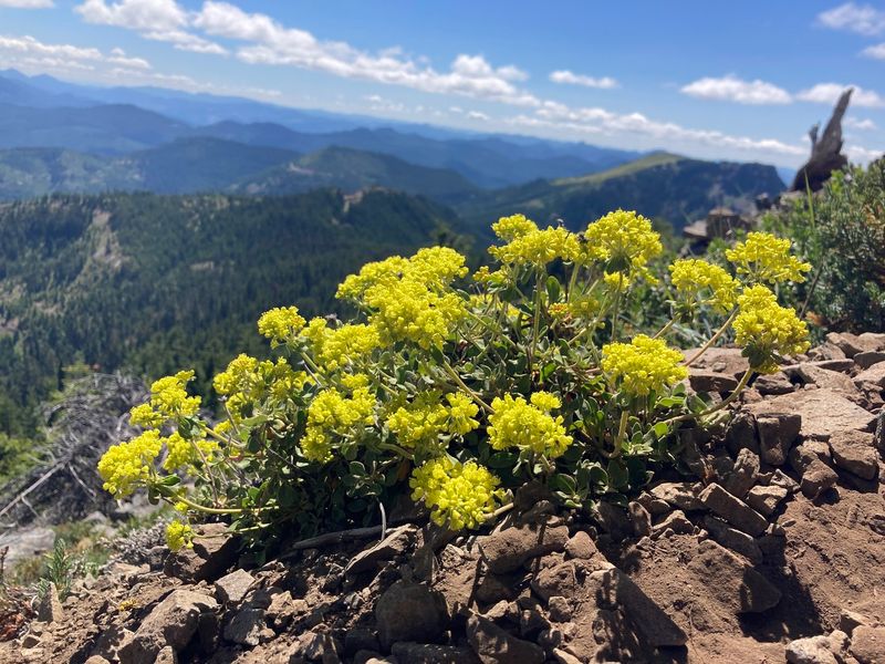 Sulphur Buckwheat