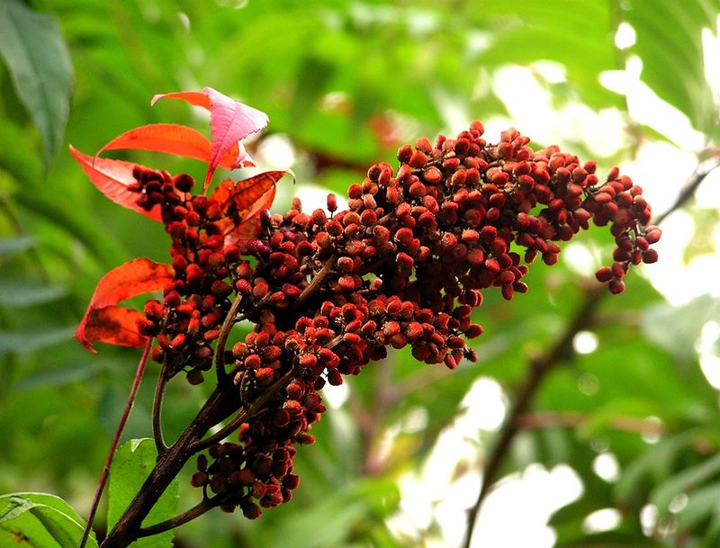 Sumac