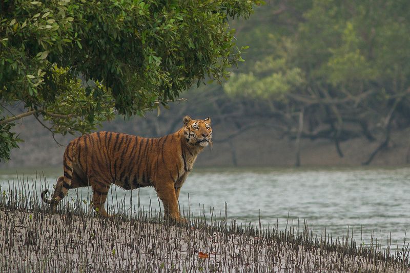 Sundarbans Mangrove Forest, India and Bangladesh