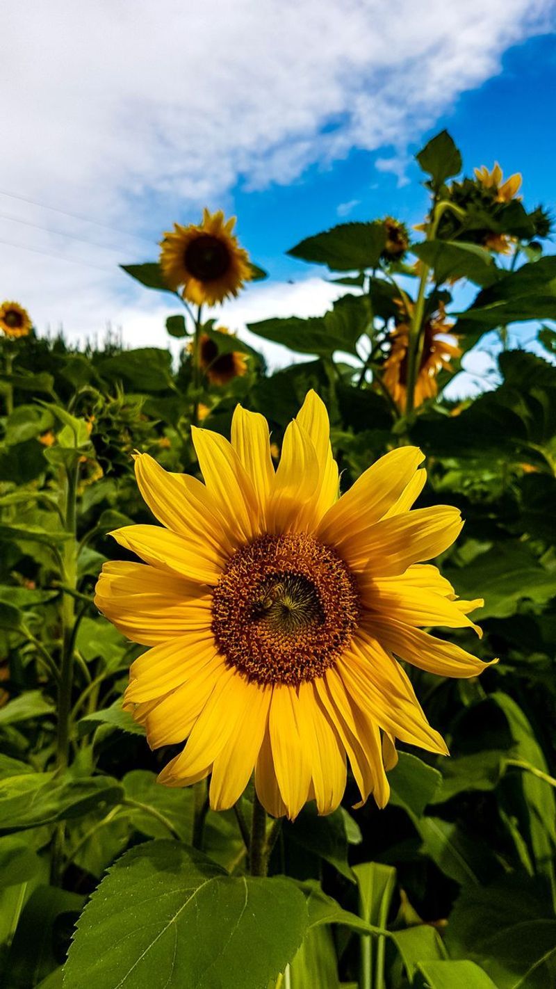 Sunflower