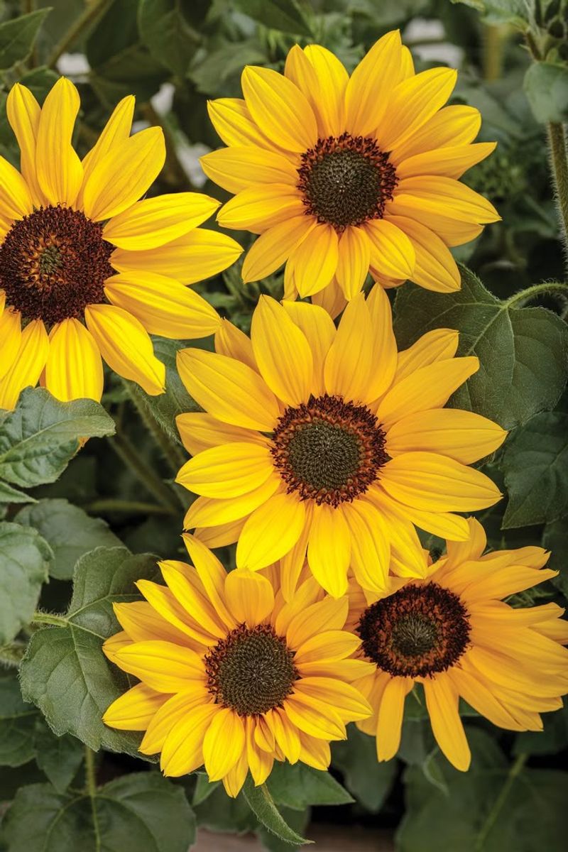 Sunflower (Helianthus)