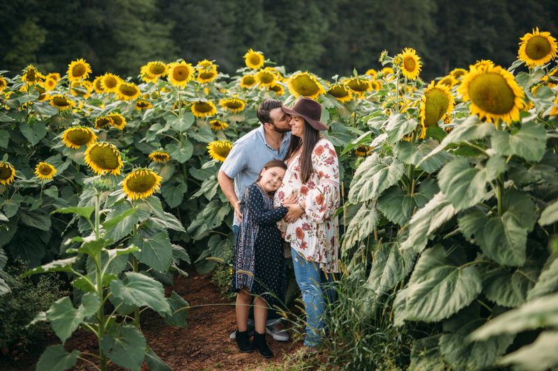 Sunflower (Helianthus annuus)