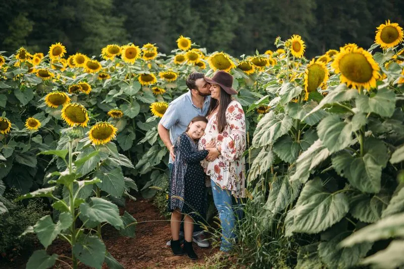 Sunflower (Helianthus annuus)