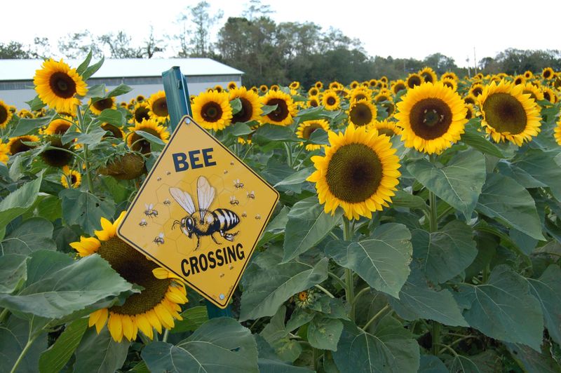 Sunflower Maze