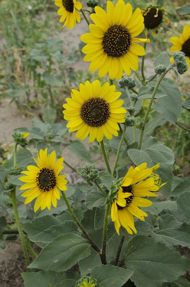 Sunflowers