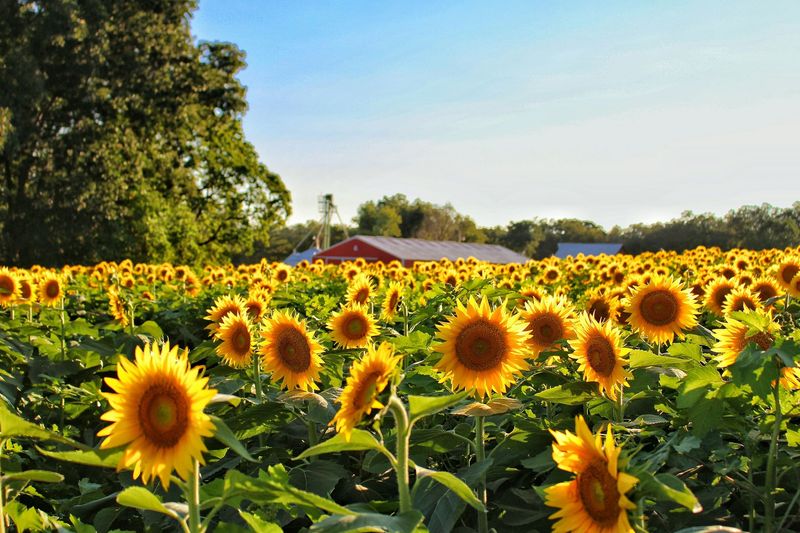 Sunflowers