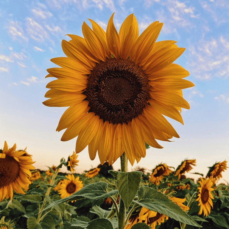 Sunflowers