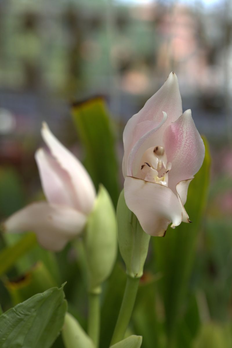 Swaddled Babies Orchid