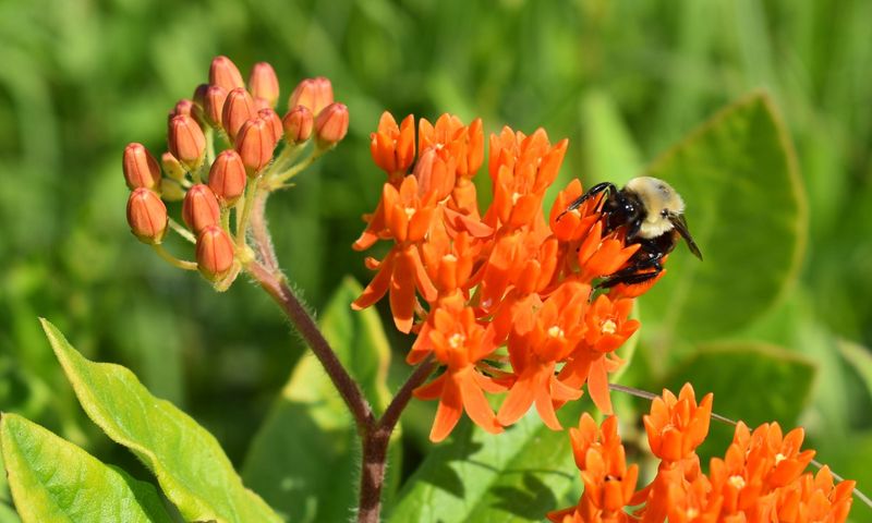 Swamp Milkweed