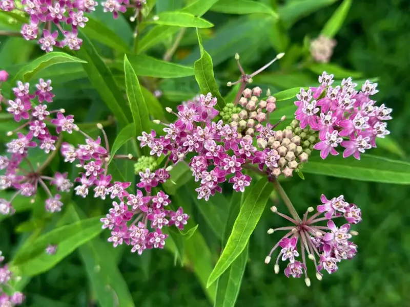 Swamp Milkweed