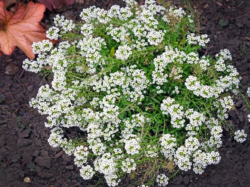 Sweet Alyssum