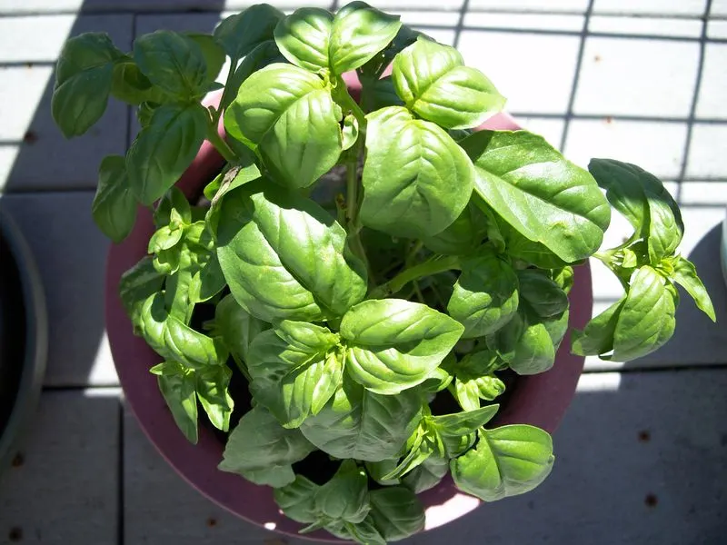 Sweet Basil