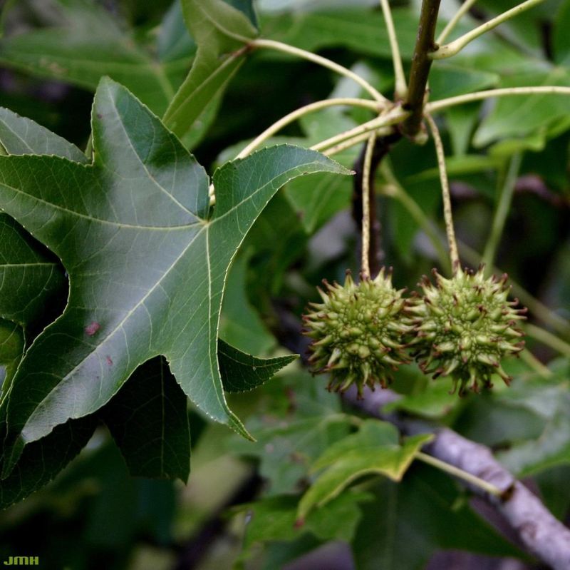 Sweet Gum