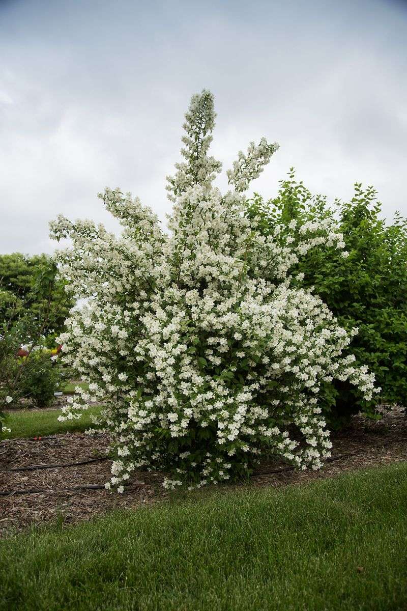 Sweet Mock Orange