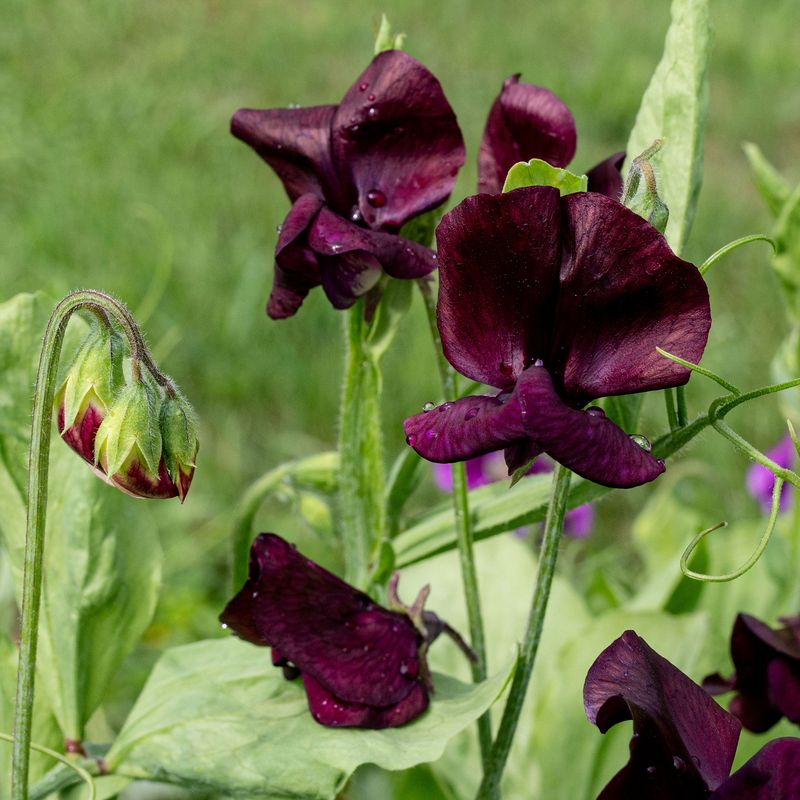 Sweet Pea (Lathyrus odoratus)