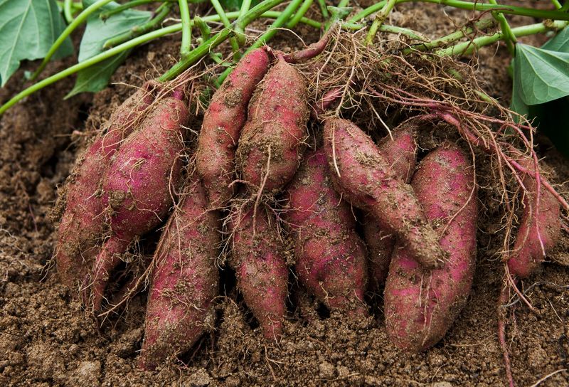 Sweet Potatoes