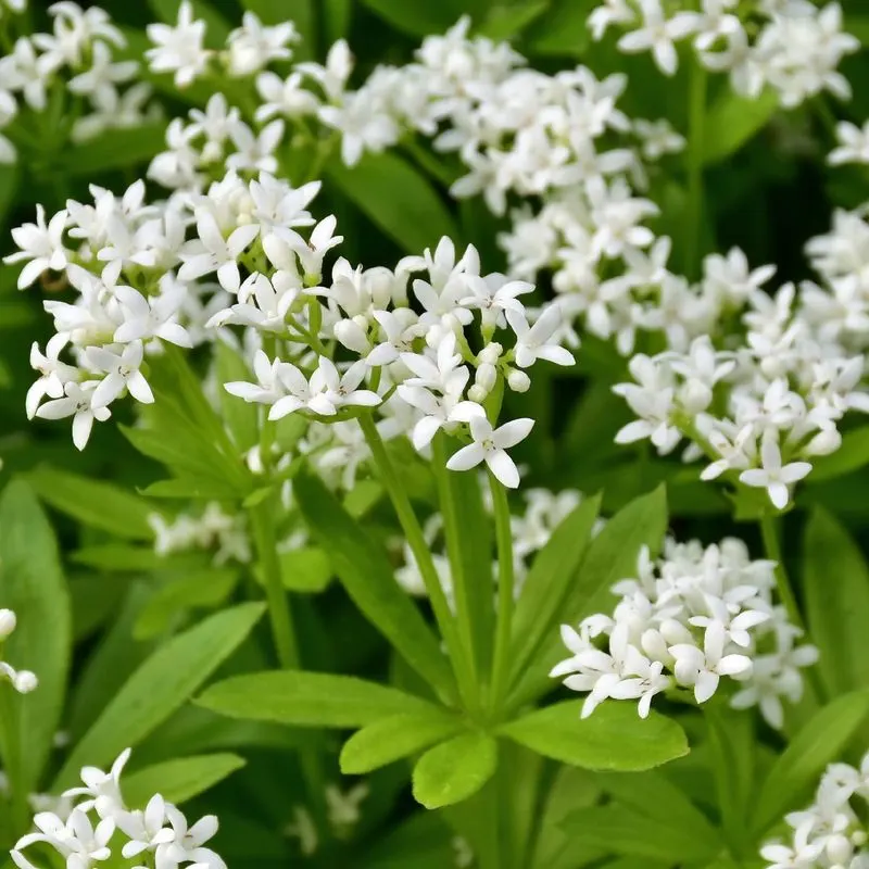 Sweet Woodruff