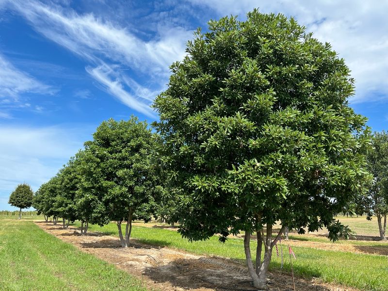 Sweetbay Magnolia