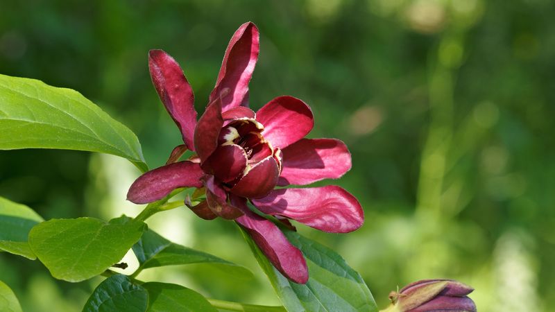 Sweetshrub