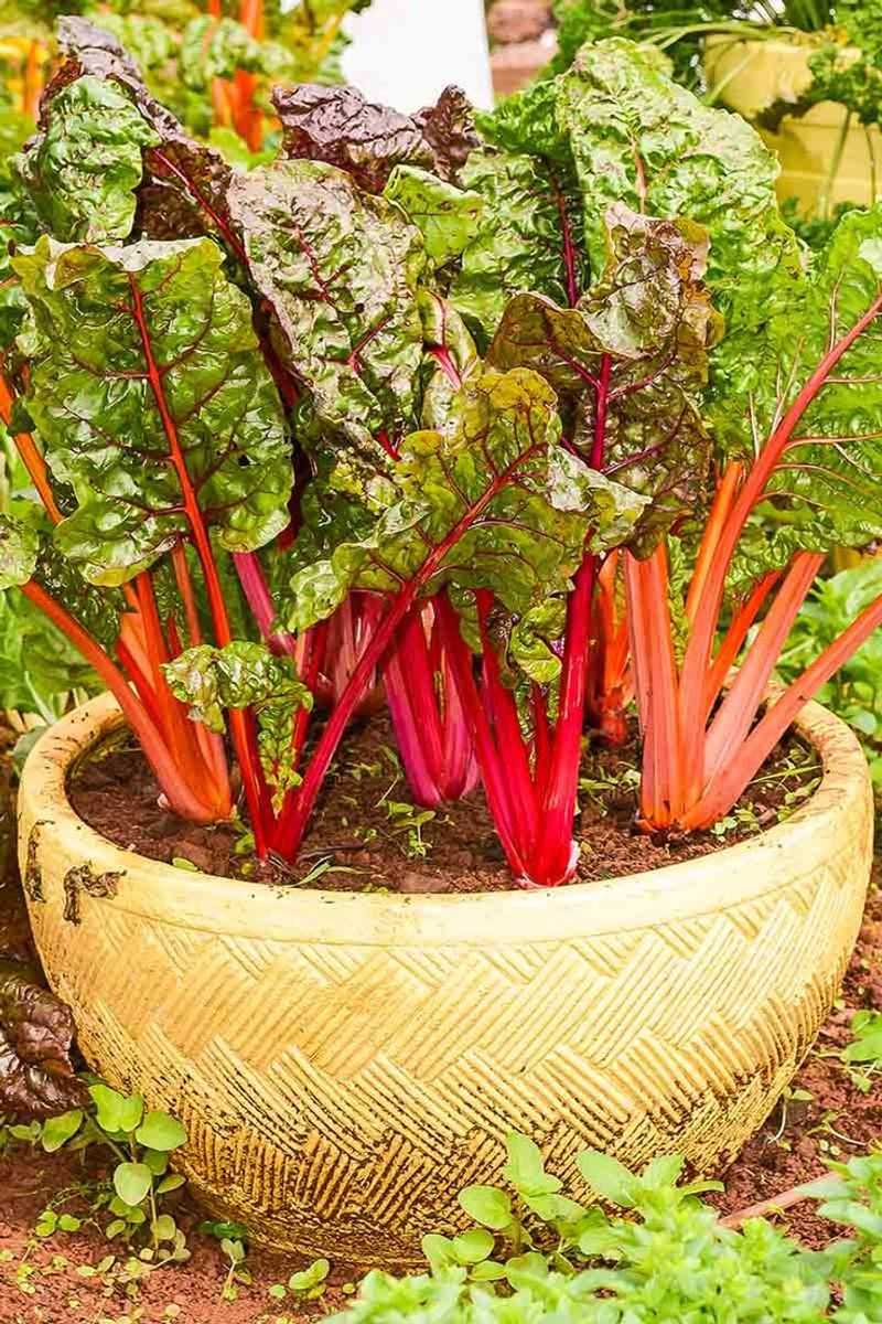 Swiss Chard