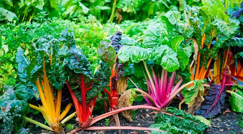 Swiss Chard