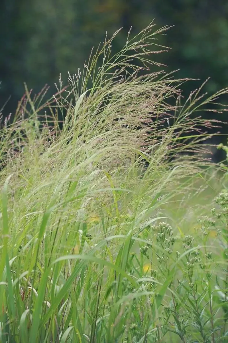 Switchgrass