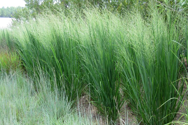 Switchgrass