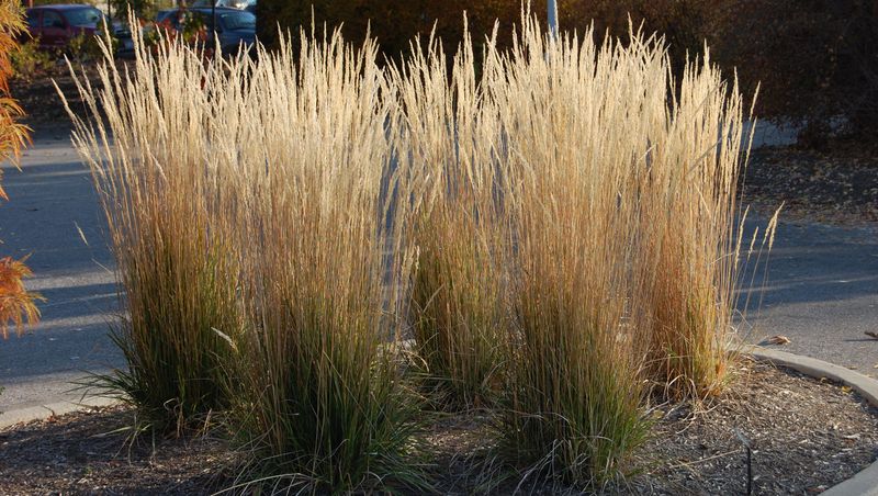 Switchgrass