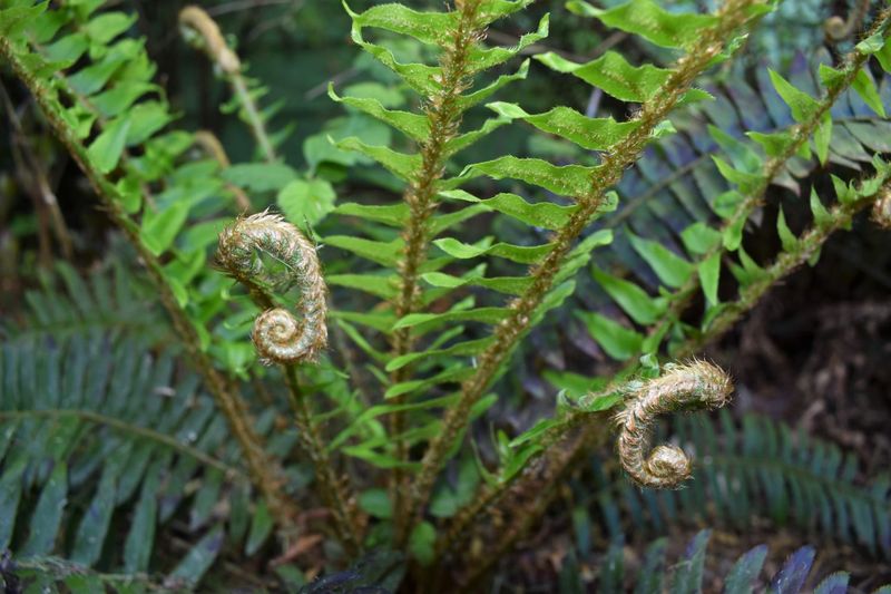 Sword Fern