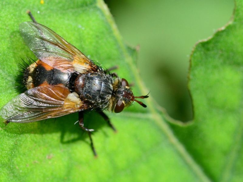 Tachinid Flies