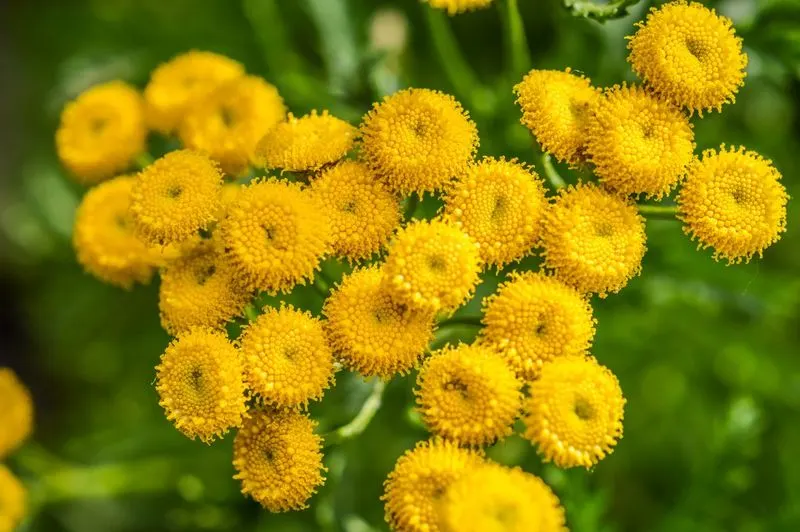 Tansy