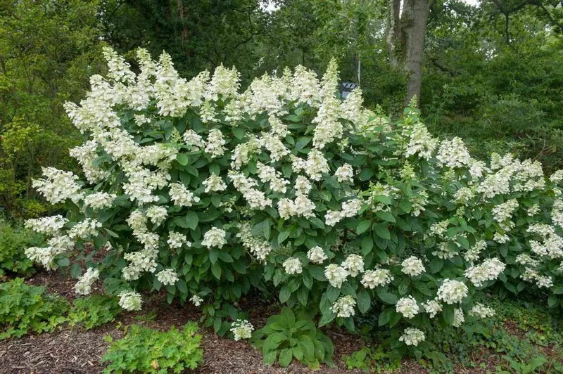 Tardiva Hydrangea