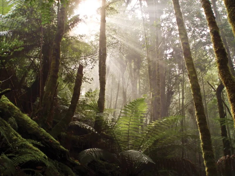 Tarkine Forest, Tasmania