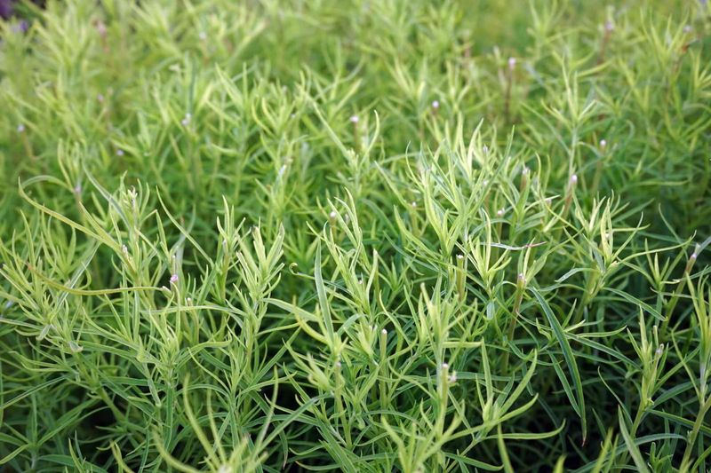 Tarragon