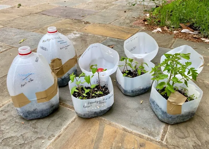 Tea Bag Seed Starters