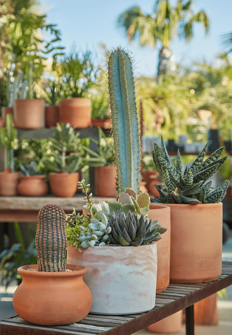 Terracotta Pots