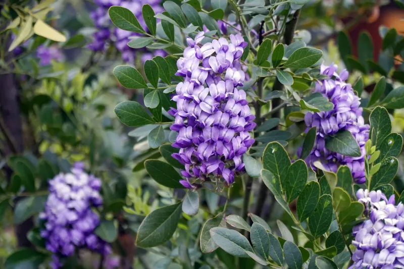 Texas Mountain Laurel