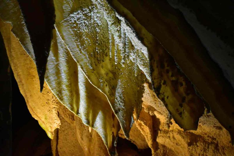 The Cavernous Canopy of Waitomo