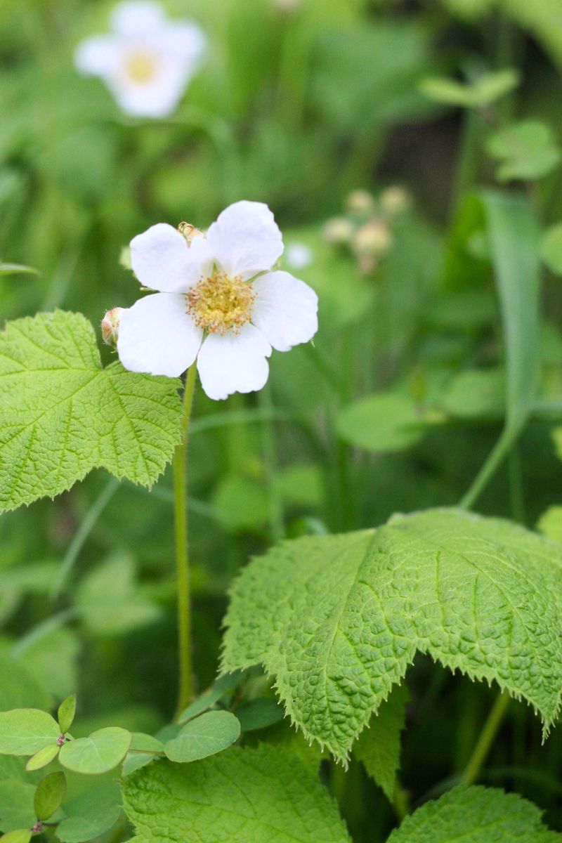 Thimbleberry