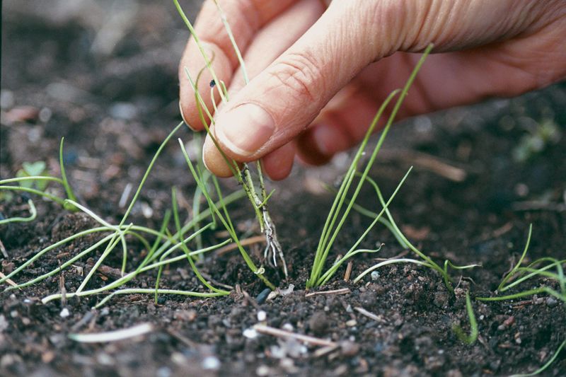 Thinning and Weeding