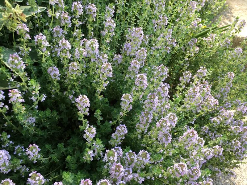 Thyme