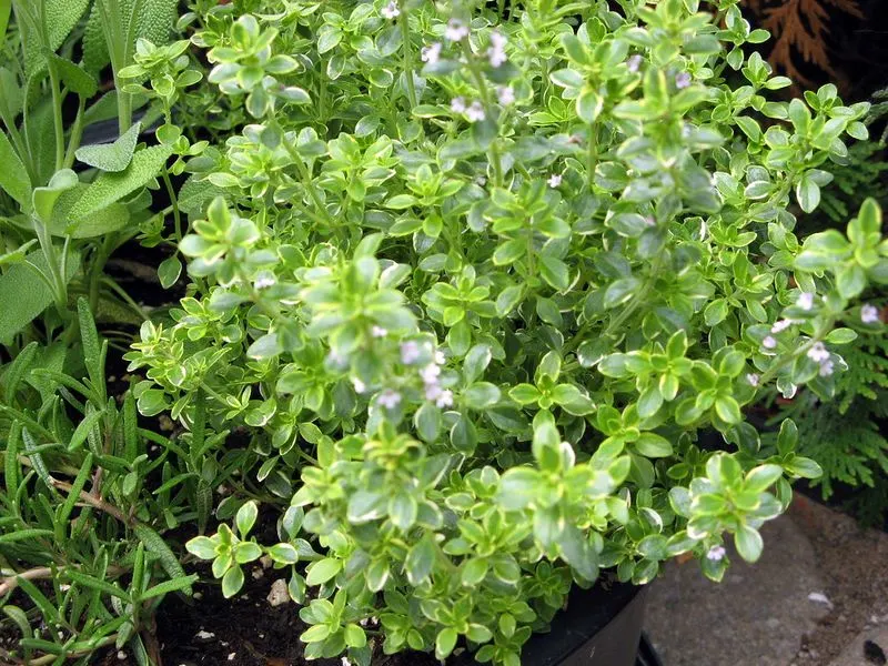 Thyme