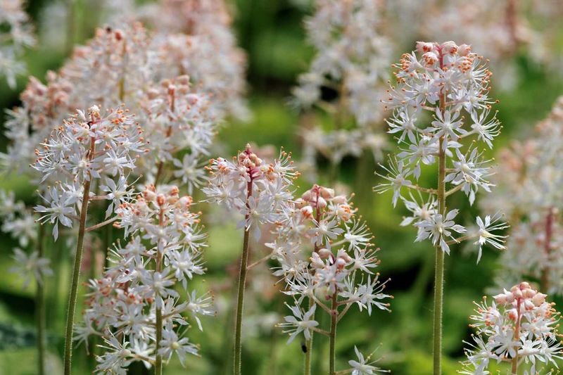 Tiarella